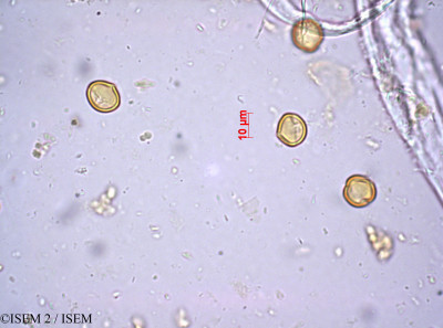 ISEM 2/Dinacria_sebaeoides_27151/Dinacria_sebaeoides_27151_0001(copy)_thumb.jpg